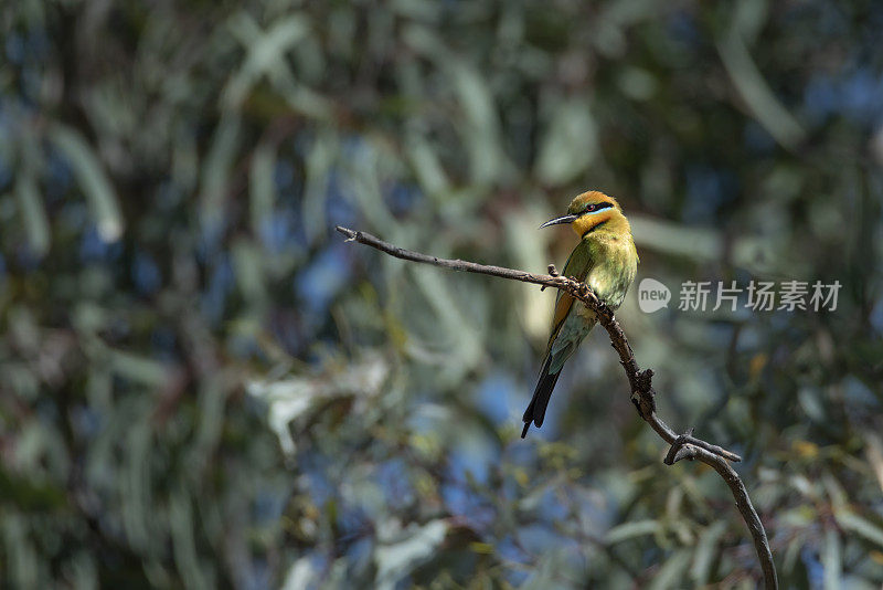 彩虹食蜂鸟(Merops ornatus)